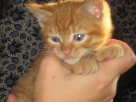New Kitten: Ferris Bueller
