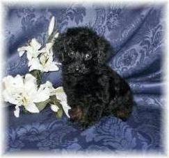 My Toy Poodle