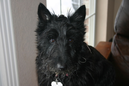 Tinker, our Scottie