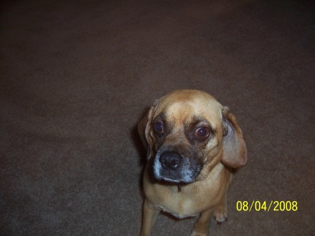 Missy, Our Puggle