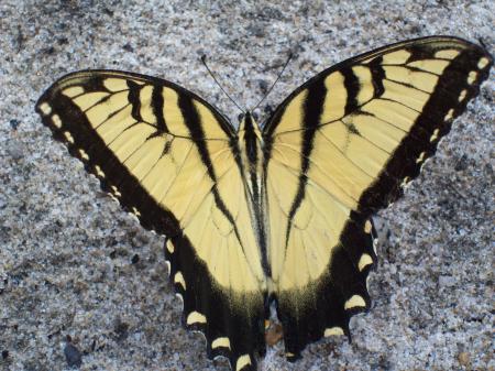 Butterfly at my feet