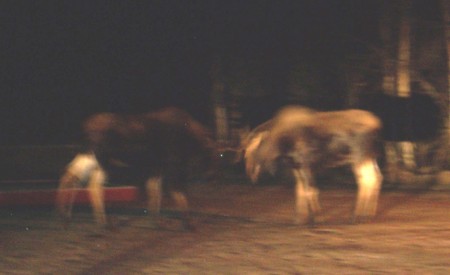 bulls fighting in my yard at 1am.
