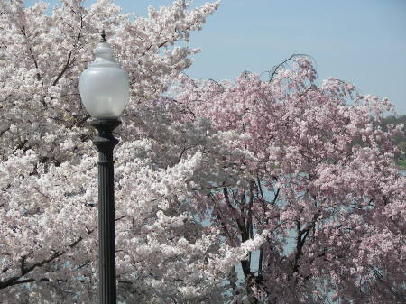 Cherry Blossoms - Washington, DC 4-2-10
