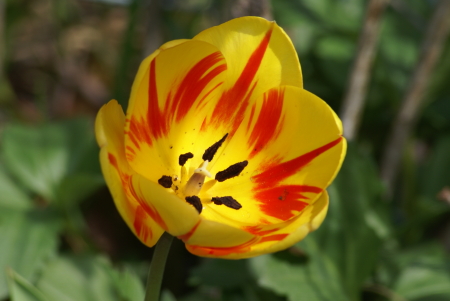 Tulip in spring