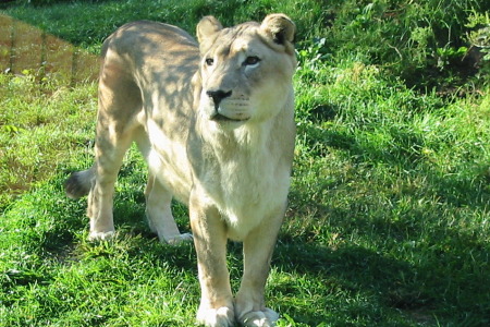 Got close to a Lion.