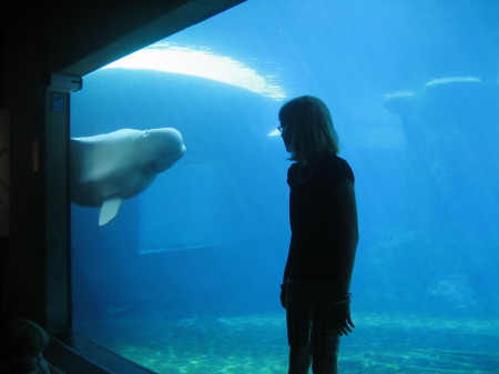 Eye to eye with a Beluga whale in Vancouver