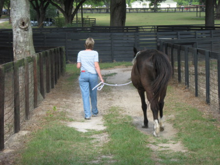 Me walking Beauty to the bottom barn.