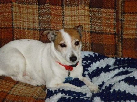 MEET JACK THE JACK RUSSEL DOG