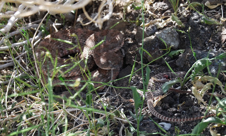 Mohave Rattlesnake