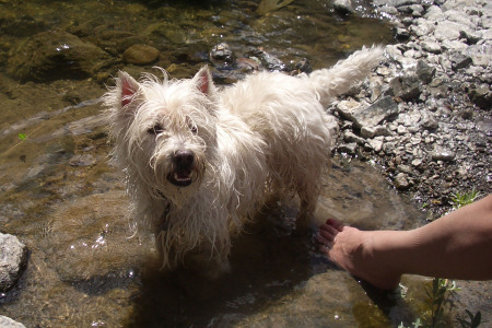 Luca our WESTIE