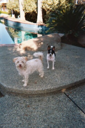 Our doggies - Edward and Buster