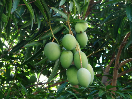 mangoes on a tree