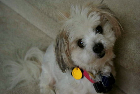 Our pup Leo, a Maltese