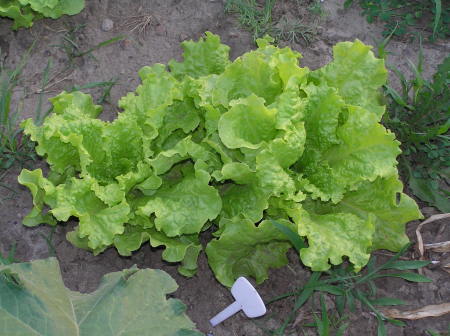 Loose Leaf Lettuce