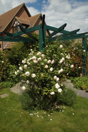 the roses on the pergola