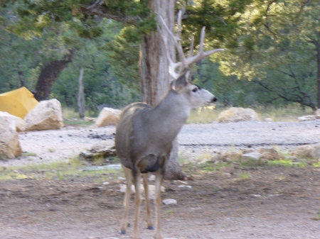 Our pet Elk