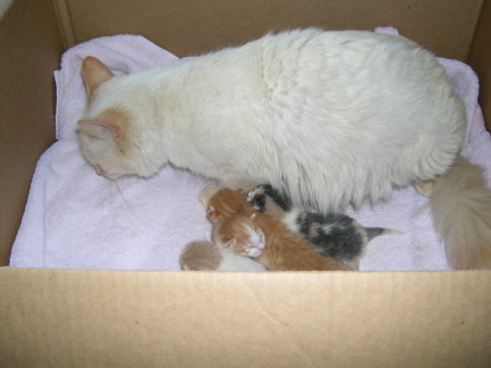 Lilly, Dusty, Cody, Charlie and Daisy Mae 2007