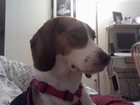 Dixie-My beagle!