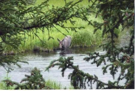 moose in water