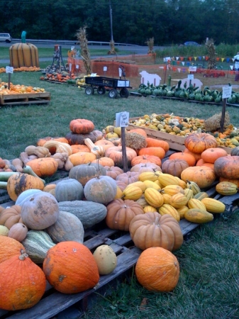 Pumpkin Farm