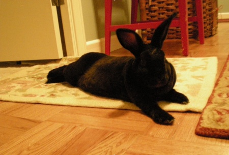 my velvety rabbit, Scout, relaxing