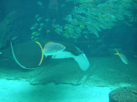 Largest Ray in an enclosed tank