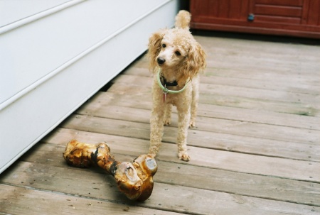 New family member - MAX (July 2008)