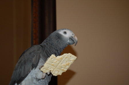 our african grey parrot