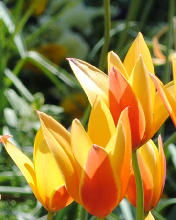 flame tulips