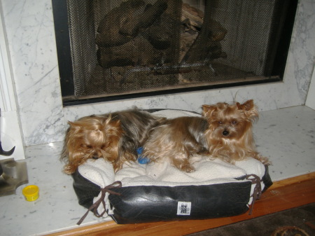 Lucky and Lulu(my dogs!)