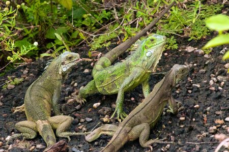 Green Iguanas....Devil's Island, French Guiana