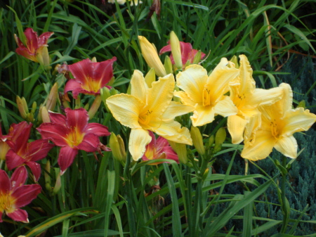 Sping Flowers in the Berkshires