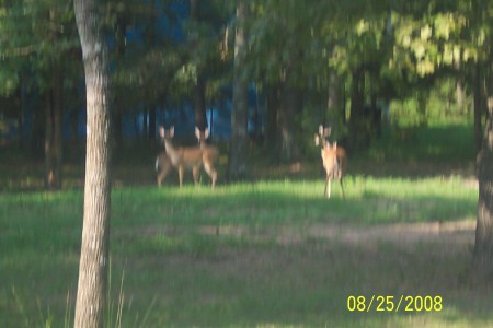 Deer in our front yard