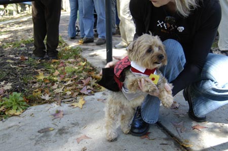 Best Pet Costume!