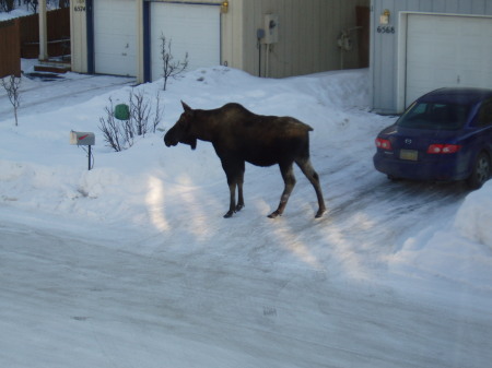 A morning visitor