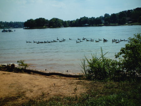 hickory lake duck swim