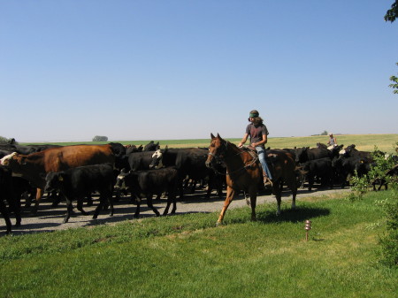 cattle drive #1