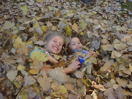 fall leaves