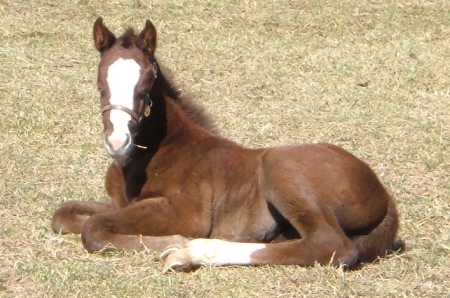 3/06 Little Emmy, now racing as "Autumn Ash"