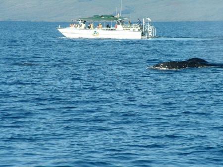 Whale watching in Maui 2008