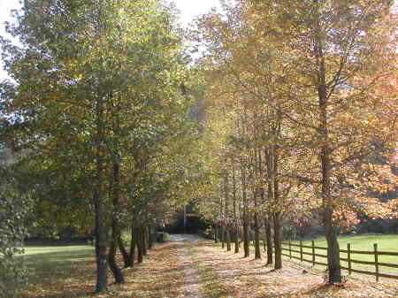 The driveway