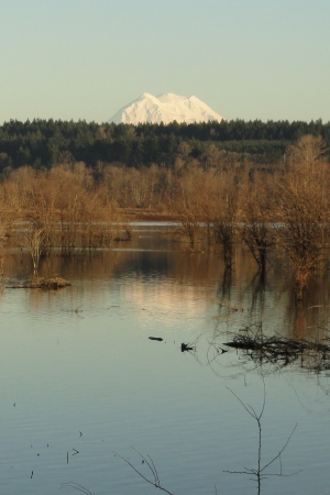 Mt Rainier