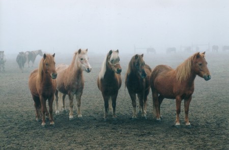 The Mares of Sundance LB