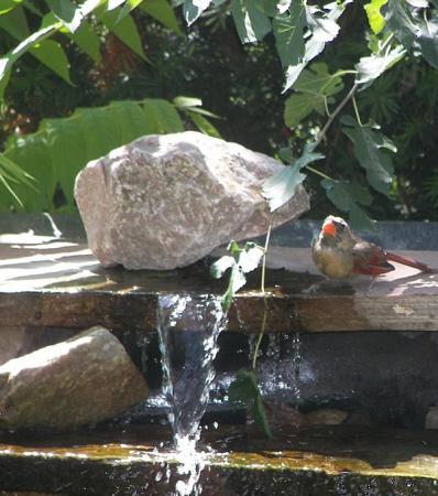 Our Pond 2008-A little visitor