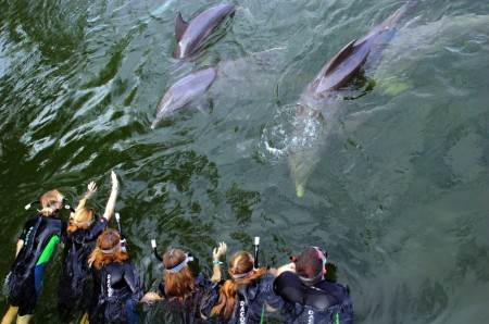 Family Dolphin Swim