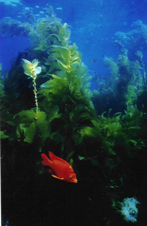 garabaldi & kelp