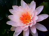 Water Lily