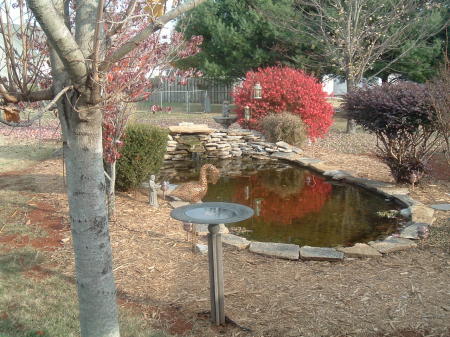 pond november 07 005