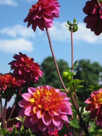 Swan Island Dahlia Farm, Canby OR