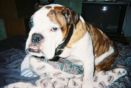 MY ADOPTED BABY--ENGLISH BULLDOG